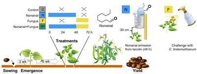 Immunity priming and biostimulation by airborne nonanal increase yield of field-grown common bean plants